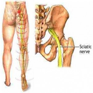 sciatic nerve