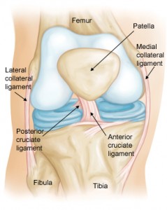 acl ligament