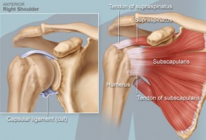 rotator-cuff